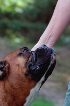 
                    
                        Yahtzee- the #Boxer -gazing at his human with such adoration...
                    
                