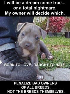 I hate that pit bulls are singled out raise your animal right and they will act right ! Like a pit bull is the only aggressive dog !