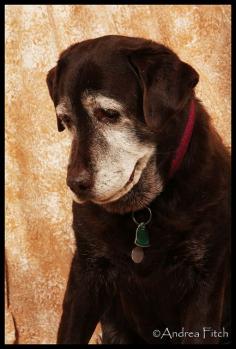 old dogs are the best dogs, and make a family complete. Love them to the #pet girl #Cute pet| http://cutepet4.blogspot.com