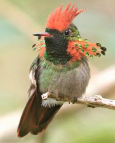 Tufted Coquette - a South American hummingbird
