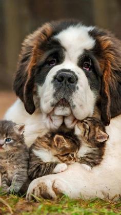Adorable. St Bernard and his kittens.