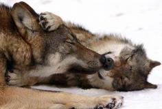 Wolf kisses!  Love it!