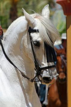 
                    
                        Andalusian Lusitano Lippizzaner spanish horse Piccador
                    
                