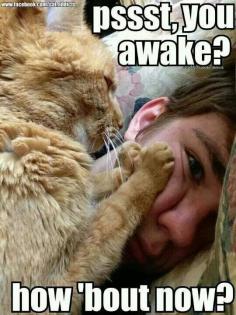 Kitty Wake Up Call