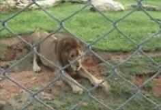 
                    
                        Circus Lion Freed From Cage Feels Earth Beneath His Paws For The First Time
                    
                