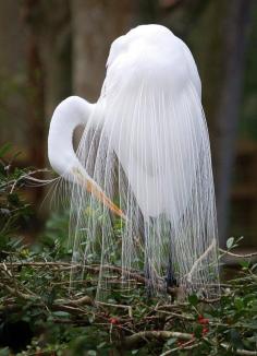 Great Egret Fine Art Print - Janice McCafferty