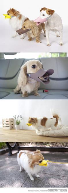"Just for smiles alternative to the cone of shame" ....love this! too funny