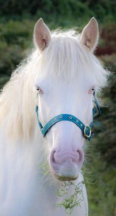 ˚Albino Horse