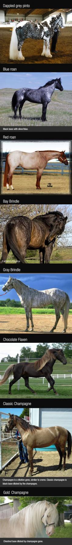 Pretty Horse Colors