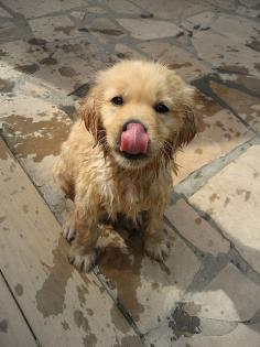 Golden puppy bath time. Look at the cute little face.