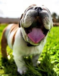 Happy English bulldog puppy