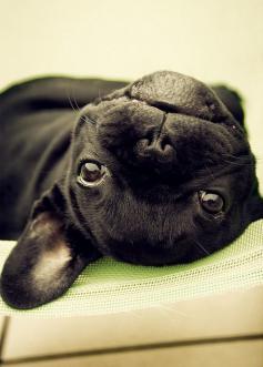 Black dog #cute