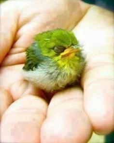 The Japanese White-eye (Zosterops japonicus), also known as the mejiro bird. (神*ŦƶȠ*神) ~ Miks' Pics "Fowl Feathered Friends lll" board @ http://www.pinterest.com/msmgish/fowl-feathered-friends-lll/