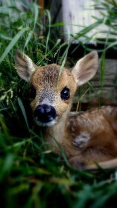 cute wild animals babies | cute animals wild wildlife species planet earth nature pics pictures ...