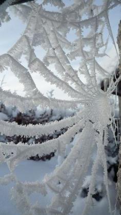 Spider web, hoarfrost, ice, cold, winter, nature, photography, snow