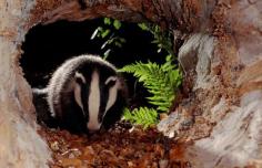 British Badger