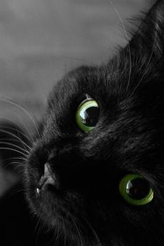 those eyes have to be photoshopped. i have seen enough cat eyes to notice. beautiful nonetheless.
