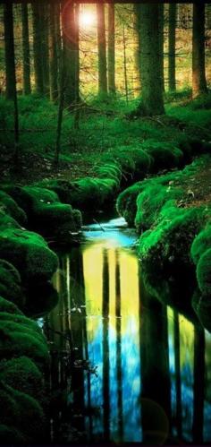 In The Woods, Teijo, Finland  what fantastic moss, on a hot summer day just lay down and dream!!!