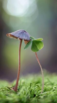 sWEETy clover and fungi