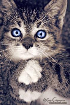 Blue eyed #Baby Animals #cute baby Animals