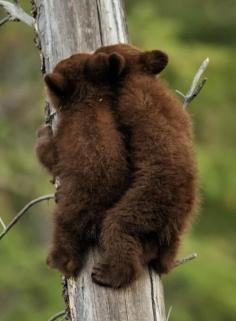 Baby bear cubs