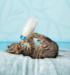 Sweet baby kitty with his/her baby bottle