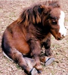 such a cute baby horse or mini horse