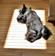 
                    
                        Find the block of sunshine.....love this:) even though I think this is a Scottie Dog
                    
                