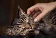 
                    
                        Contact between cats and their owners may have exposed the animals to toxic levels of medication.
                    
                