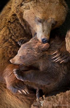 Mother Grizzly Bear hugging and grooming her cub