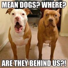 Yes, where are the mean dogs? Come here, sweet babies! #dogs #pets #Pitbulls Facebook.com/sodoggonefunny