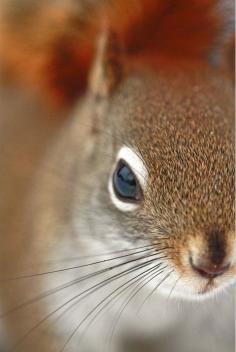 Beautiful squirrel.