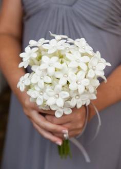 
                    
                        This small white flower is beautiful as an accent bloom, but works equally as beautifully en masse on its own. Wedding Flowers, Wedding Decorations, Bouquets
                    
                
