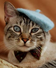 cat with beanie hat