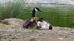 
                    
                        Goose Who Lost All Her Eggs In Fire Comforts Little Goslings Missing Their Mom
                    
                