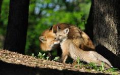 nurturing foxes