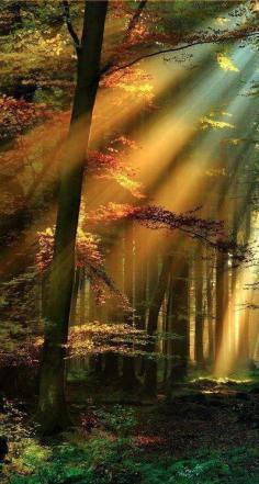 Golden Sun Rays, The Black Forest, Germany photo via bernell #nature #life #like #cool #beautiful #beauty #pretty #nice #love #photo #photography #country #countryside #forest #sun #shiny #sunshine #woods #trees