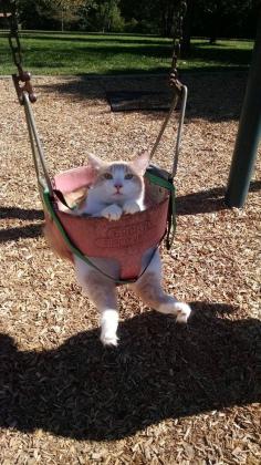 Kids aren’t the only ones who look adorable in a swing. #cat #animal