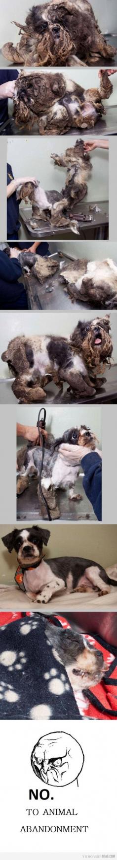 
                    
                        This is this dogs first haircut. You have to double click to get to see it up close. At first I wasn't sure what had happened to this poor little guy.
                    
                