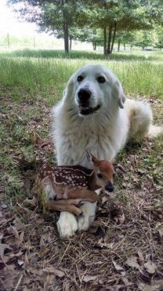 Best friends - a fawn and a dog