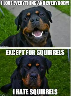 i hate squirrels.