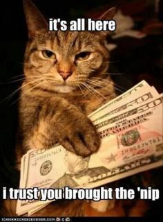Real business http://catpictures24.com/cat-businessman/ #BusinessCat, #CatBusinessMan, #CatMoney, #FunnyCat, #FunnyCatPictures, #MoneyCat