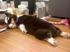 Have You Ever Been This Tired? #corgi Puppy