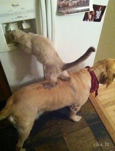 Pic from Ellen Degeneres web-site... #cute, team work, dog and cat