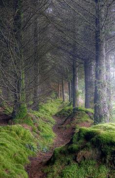 What a beautiful place to wander....    On the path to King's Cave, Isle of Arran, Scotland.