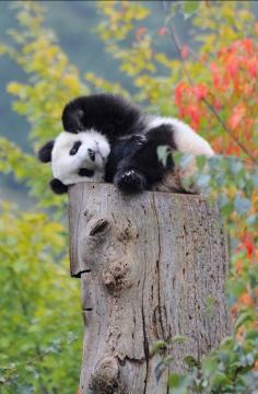 Chillin’ Panda - Cute animals of the world
