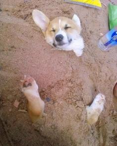 happy puppy in the sand!