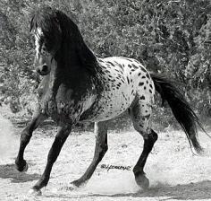 "El Caballo Tigre," from Spain, and the oriental Heavenly Horses once used to hunt the Siberian Tiger. Fortunately before going extinct, the exotic spotting genes of those early breeds, plus many of their original characteristics, began arriving in the USA in a mixture of related breeds, some 300 years ago. Today's Tiger Horse is a larger, longer living version than the Heavenly Horses from which they descend.    We call 'em Appaloosas.