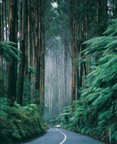 The redwood forests in Northern California is a place with the life force energy is strong and vibrant and can naturally nourish your body, mind, and soul