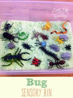
                    
                        Great Bug sensory bin to learn about insects and have fun with them.
                    
                